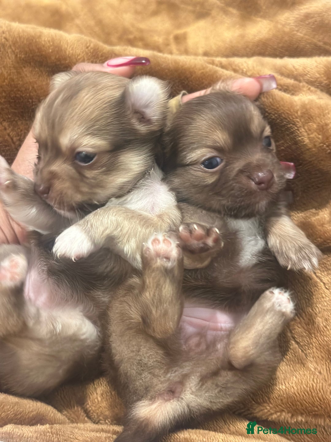 Chihuahua dogs for sale: Two Beautiful Female Chocolate Chihuahua Puppies - Advert 3