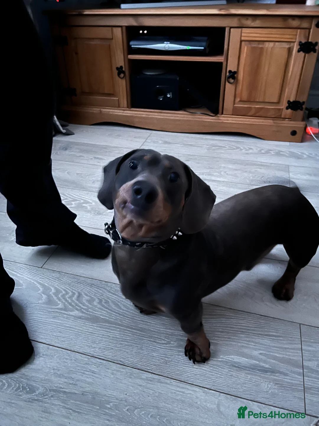 Dachshund dogs for stud: My name is blue in Consett - Advert 2