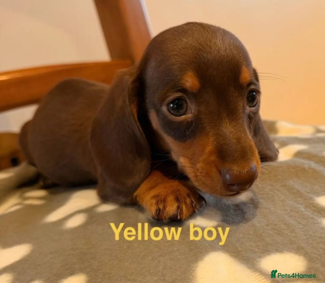 Miniature Dachshund dogs for sale: Miniature Dachshund puppies - Advert 6