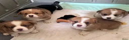 Welsh Corgi Pembroke dogs for sale: Forever Loved–Magnificent Pembroke Welsh Corgis in Nottingham - Advert 5
