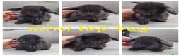 Mini Lop rabbits for sale: Mini lop babies available for reserve  - Advert 2