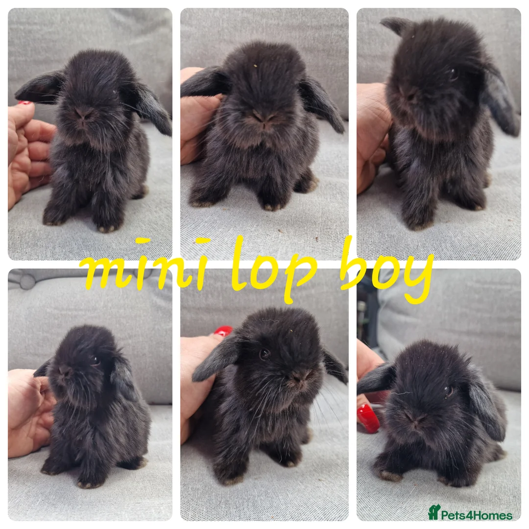 Mini Lop rabbits for sale: Mini lop babies available for reserve  - Advert 2