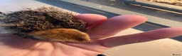 Quail poultry for sale: Progressive Pied & Designer Coturnix Quail Chicks - Advert 4