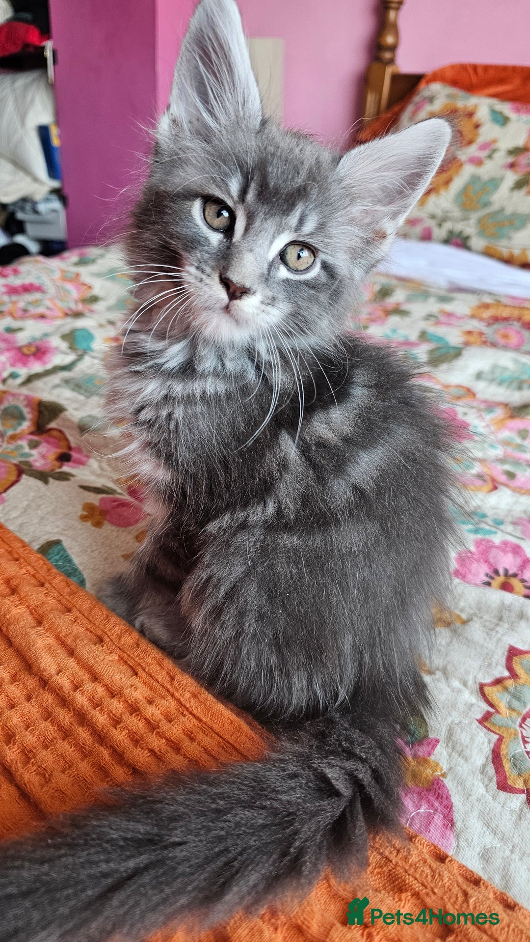 Maine Coon cats for sale: LARGE BREED Maine Coon cross  - Image 29