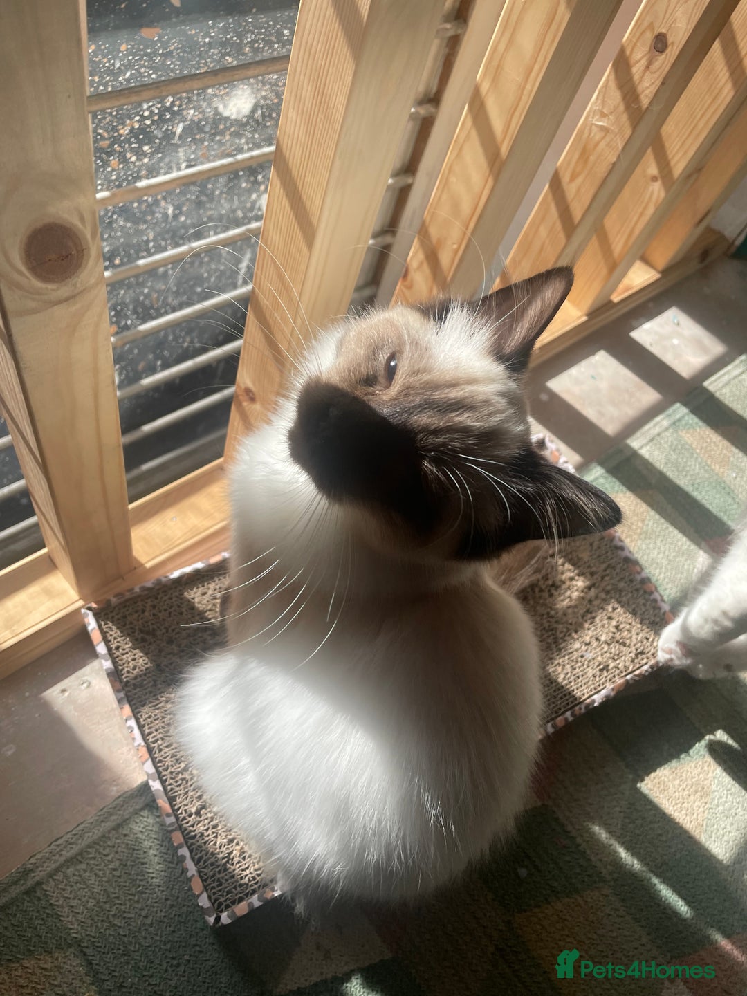 Ragdoll cats for sale: Ragdoll Cat/Kitten 8 months £200 - Advert 2