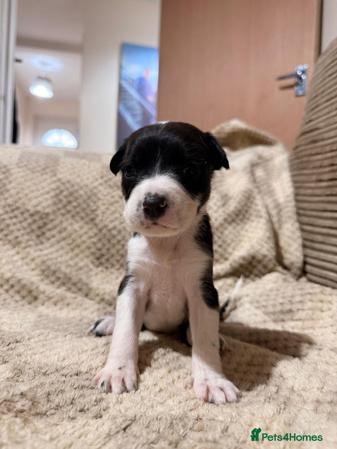 Mixed Breed dogs for sale: ✨🐾 3 Beautiful Female Puppies Available 🐾✨ - Advert 23