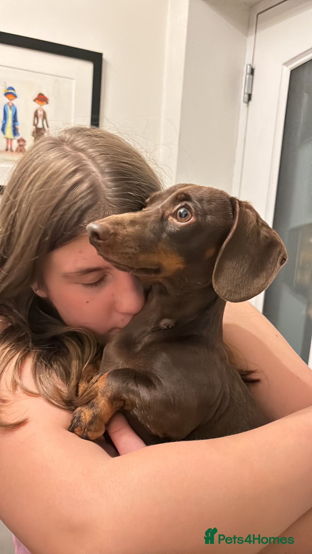 Miniature Dachshund dogs for sale: miniature Dachshund  - Advert 14