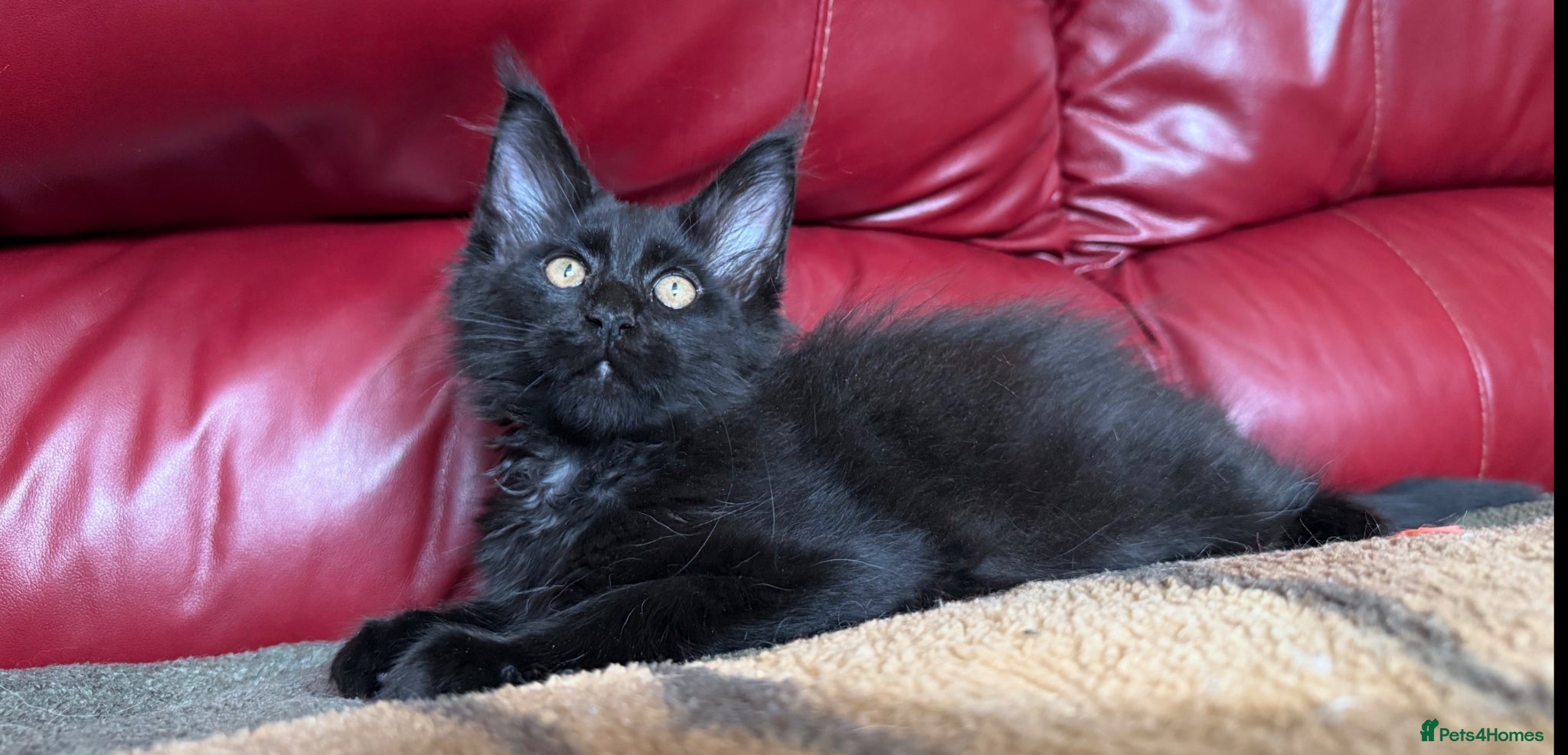 Maine Coon cats Maine coon kittens registered with GCCF - Advert 6