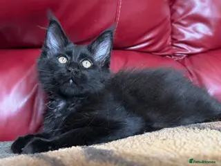 Maine Coon cats Maine coon kittens registered with GCCF - Advert 6