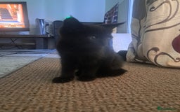 British Shorthair cats for sale: 8 week old Black kitten £30 - Image 4