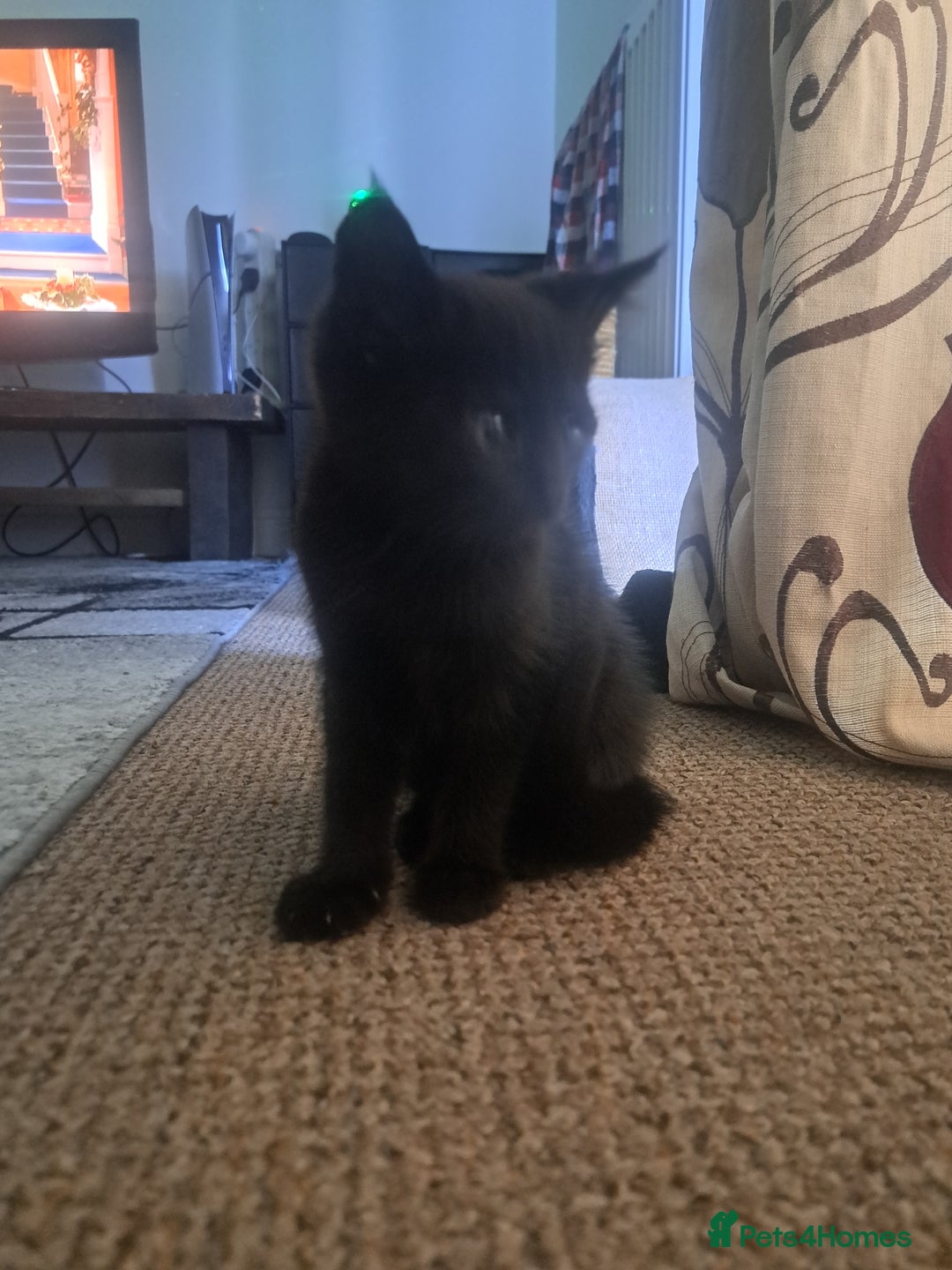 British Shorthair cats for sale: 8 week old Black kitten £30 - Image 4