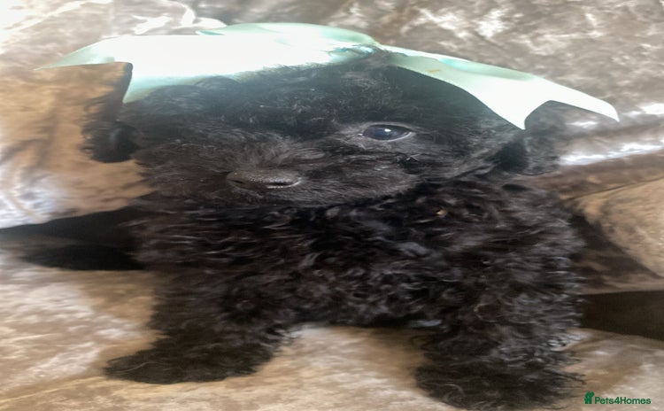 Toy Poodle dogs - Advert 12