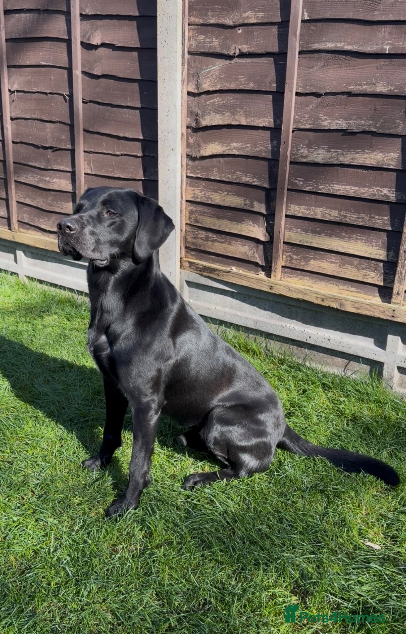 Labrador Retriever dogs Solid black working lab for stud duties - Advert 1