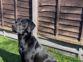 Labrador Retriever dogs Solid black working lab for stud duties - Advert 1