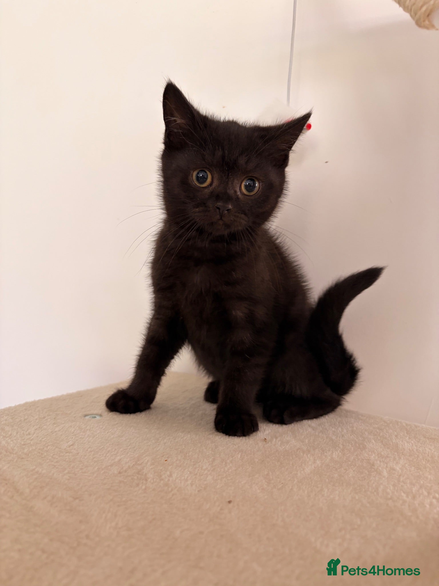 British Shorthair cats BSH kittens Ready Now - Advert 2