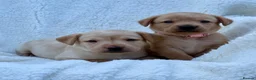 Labrador Retriever dogs for sale: Labrador retriever - Advert 7