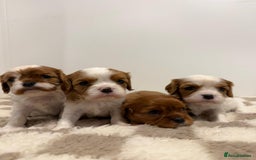 Cavalier King Charles Spaniel dogs for sale: Cavalier King Charles Spaniel  - Image 2