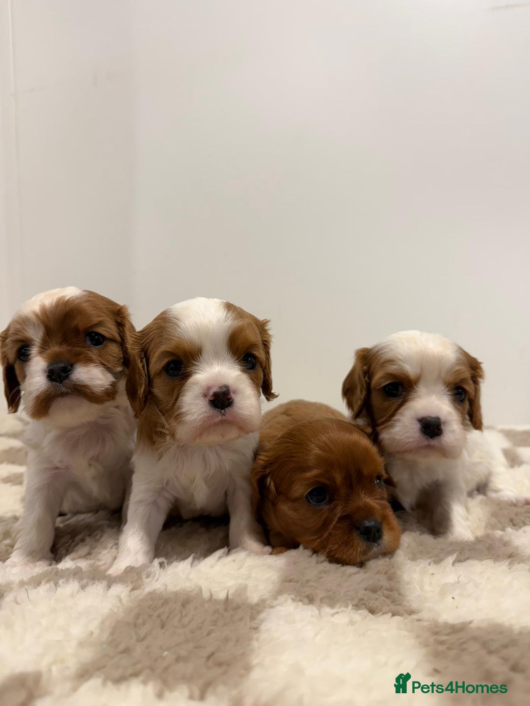 Cavalier King Charles Spaniel dogs for sale: Cavalier King Charles Spaniel  - Image 2
