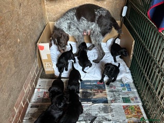 Mixed Breed dogs German ShepherdxGerman Wire-Haired Pointer puppies - Advert 1