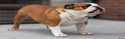English Bulldog dogs for stud: Silver Health Tested - Proven Guaranteed Success - Advert 3