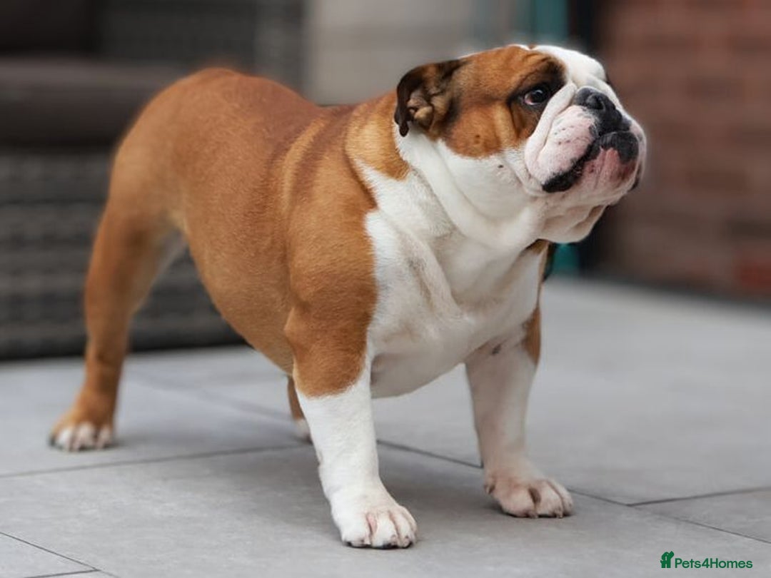English Bulldog dogs for stud: Silver Health Tested - Proven Guaranteed Success - Advert 3