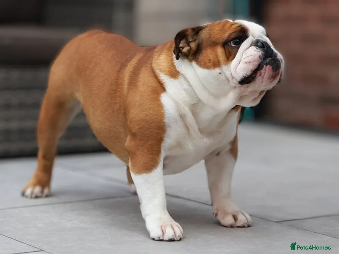 English Bulldog dogs for stud: Silver Health Tested - Proven Guaranteed Success - Advert 3