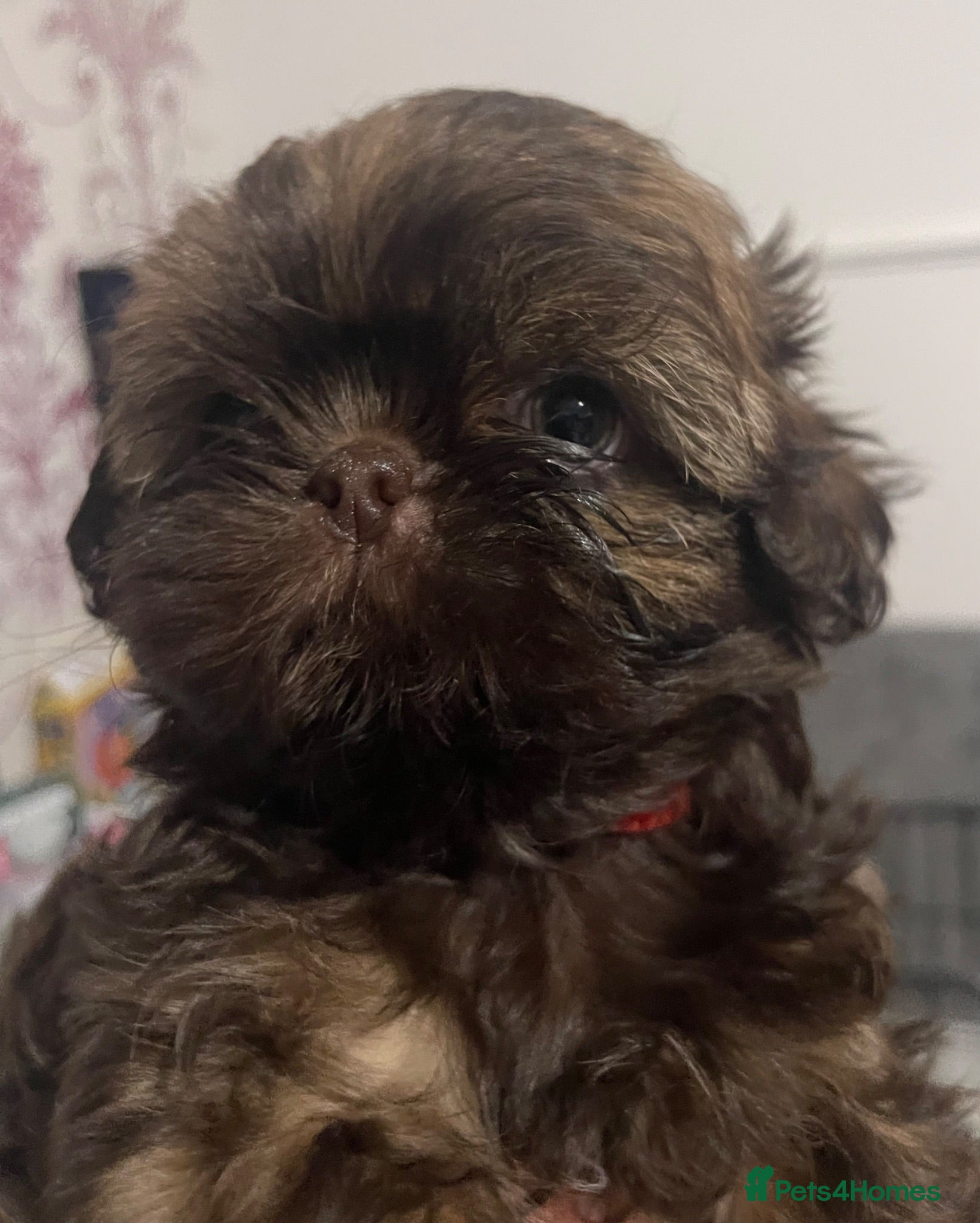 Shih Tzu dogs Shih Tzu Puppies  *Only 1 Girl Available* - Advert 4