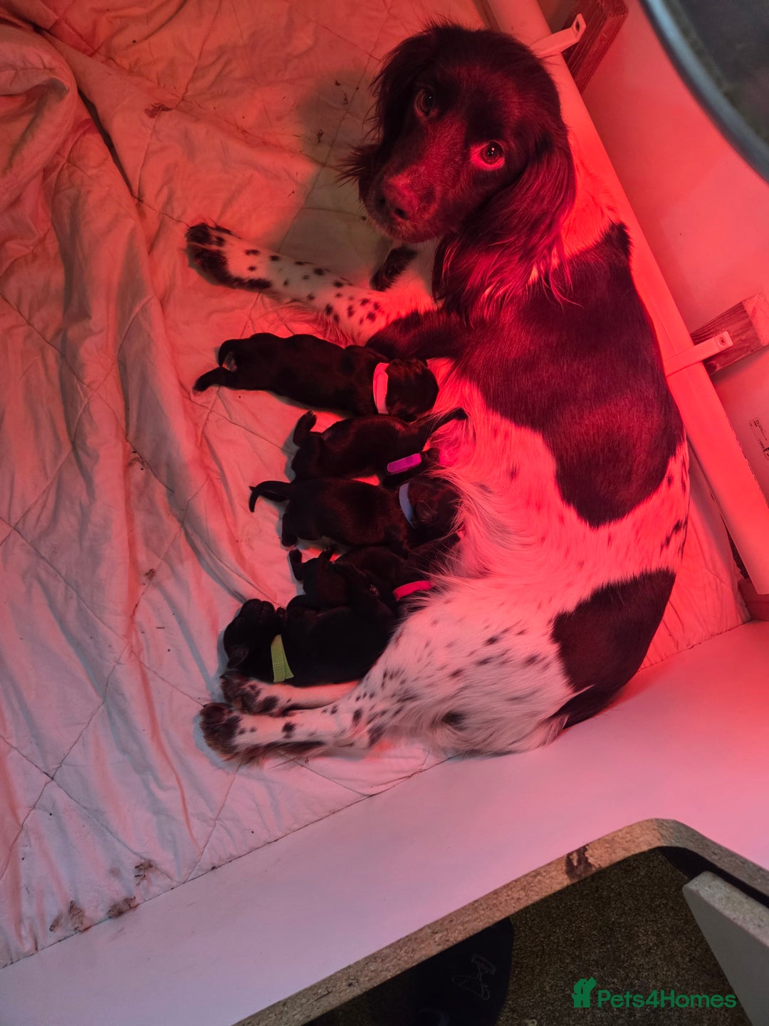 Mixed Breed dogs for sale: Sprockers x labrador - Advert 2