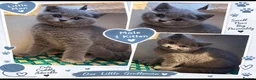 British Shorthair cats for sale: 💙 Adorable Blue British Shorthair Kittens 💙 - Advert 5