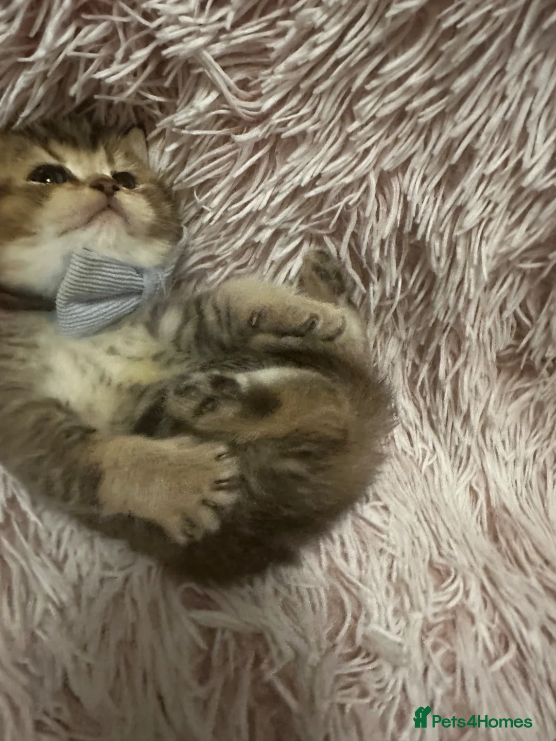 British Shorthair cats for sale: Golden BSH Kittens  GCCF Registered - Chunky bear  - Advert 28