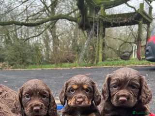 Cocker Spaniel dogs Beautiful Cocker Spaniel Puppies - Advert 18