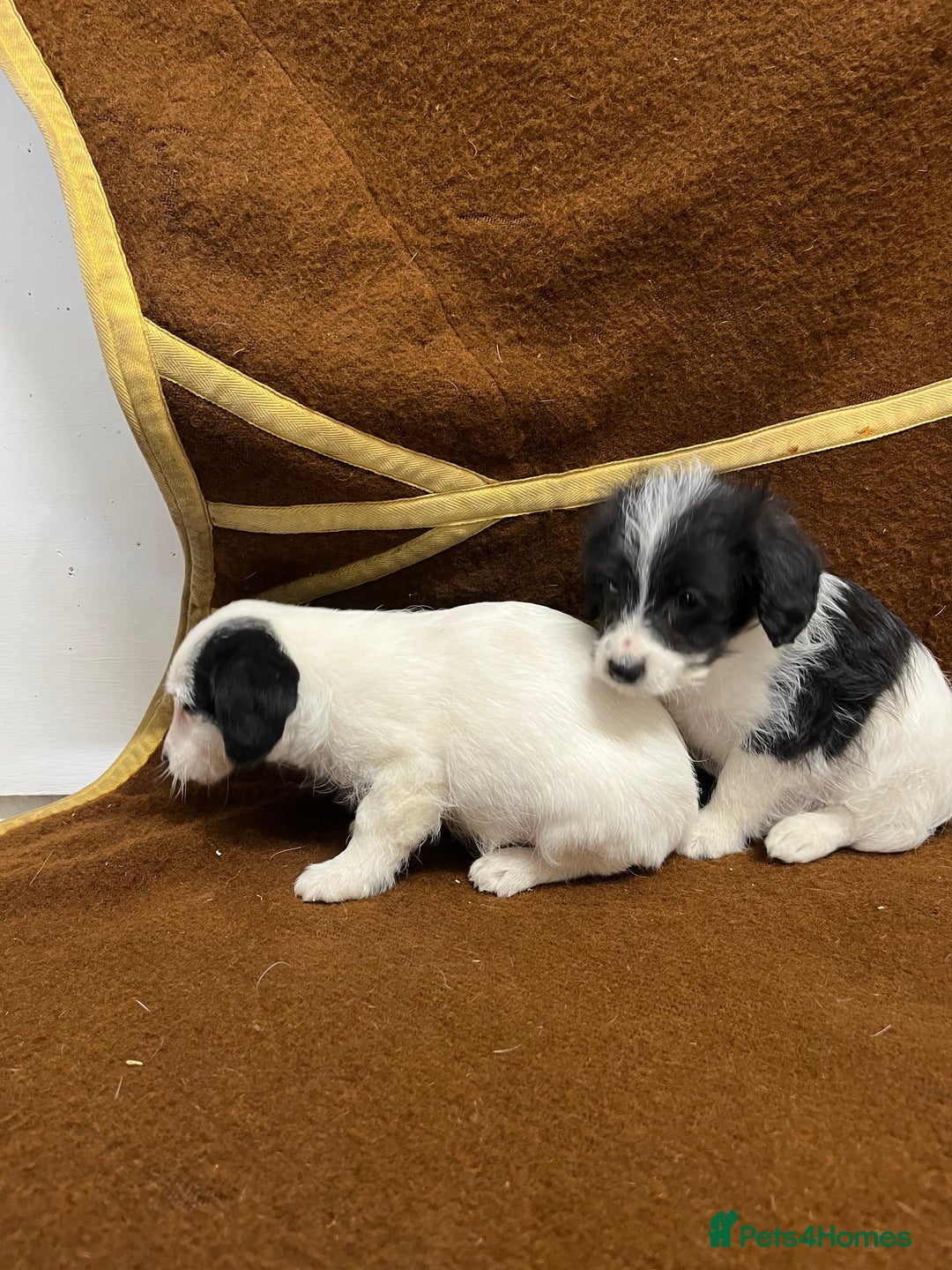 Jackapoo dogs for sale: Beautiful Jackapoo Puppies, READY NOW - Image 31