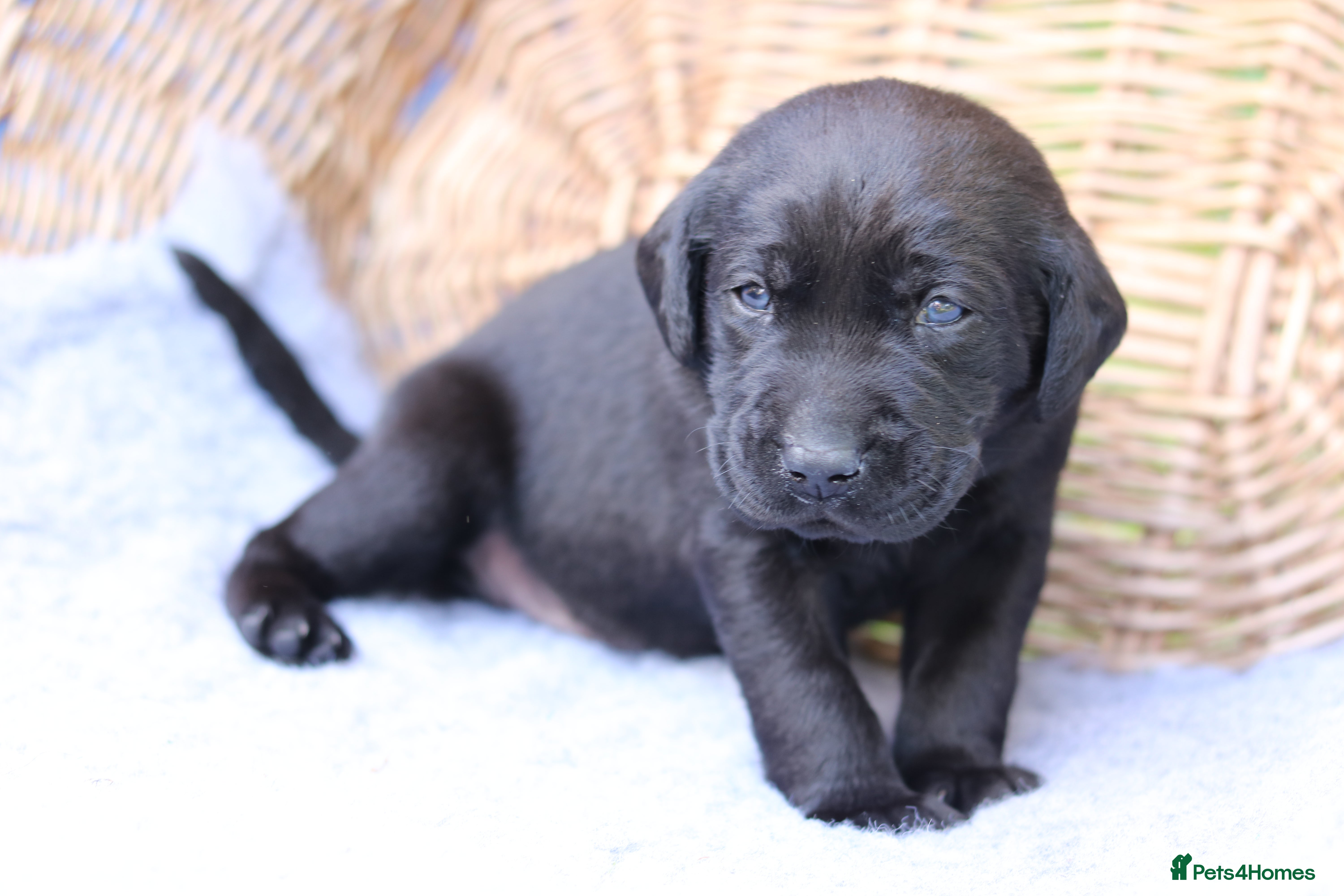 Labrador Retriever dogs Working and Family  - Advert 2