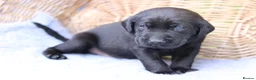 Labrador Retriever dogs for sale: Working and Family  - Advert 2