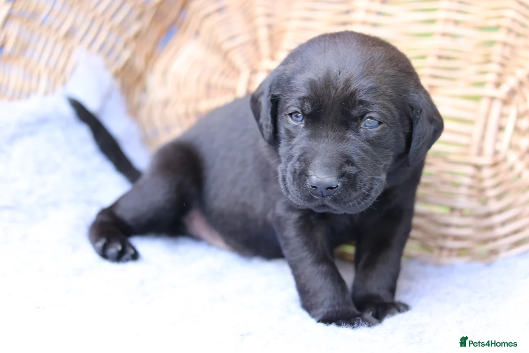 Labrador Retriever dogs for sale: Working and Family  - Advert 2