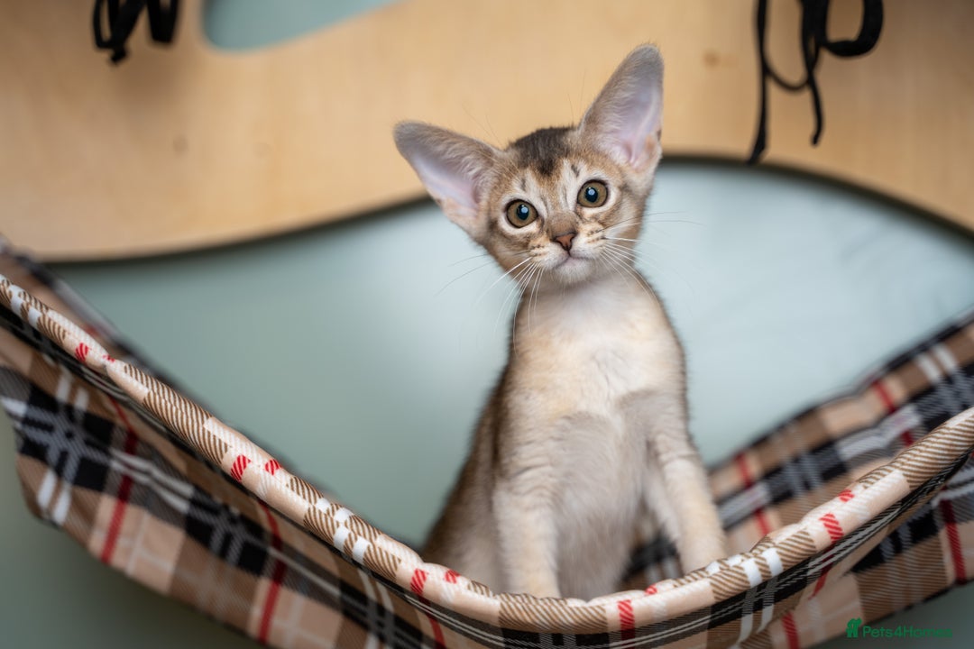 Abyssinian cats for sale: SILVER ABYSSINIAN-Winston-Rare and Exceptional  - Advert 4