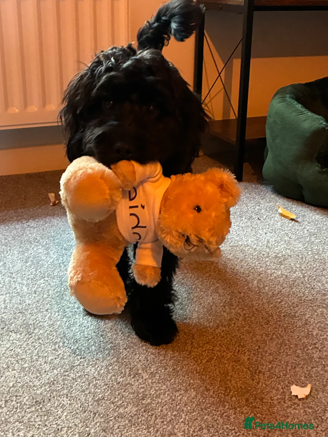 Cockapoo dogs for sale: 6 Month Black Cockapoo Girl Needs New Loving Home - Advert 2