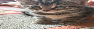Tabby Girl