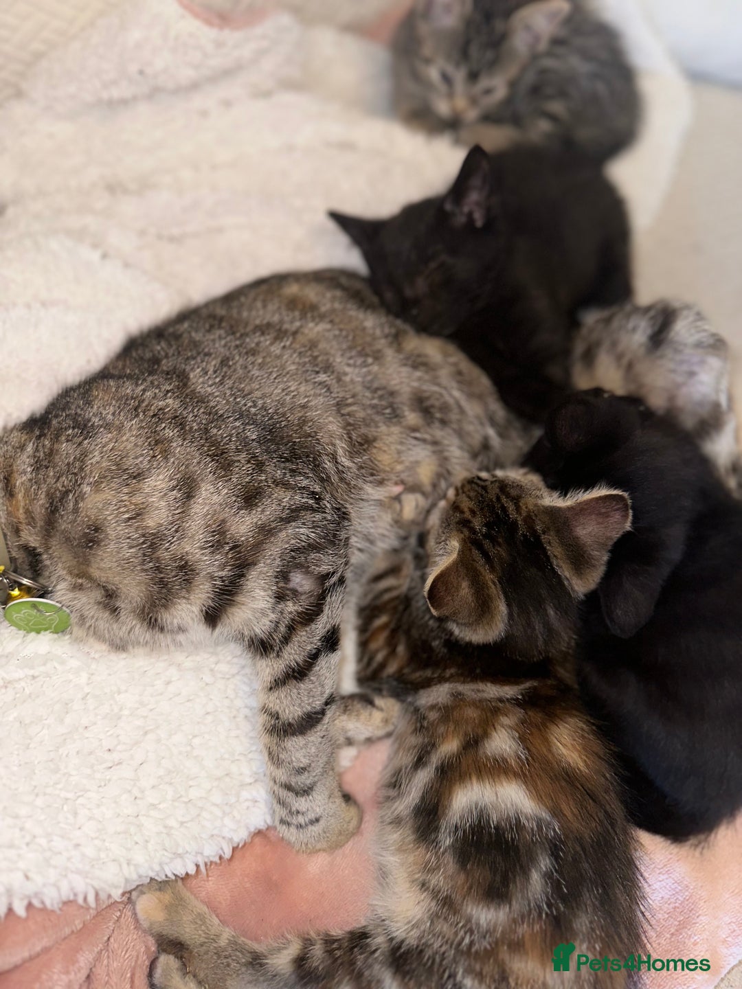 Mixed Breed cats for sale: Pretty little girls  - Image 4