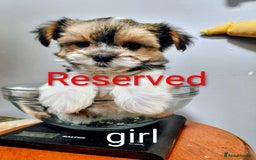 Biewer Terrier dogs for sale: Biewer terrier puppies (white yorkies) - Image 5