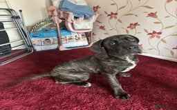 Cane Corso dogs for sale: Italian cane corso puppies  - Image 3