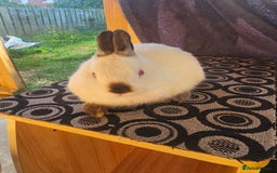 Netherland Dwarf rabbits for sale: Netherland dwarf rabbits bred from show stock  - Image 10