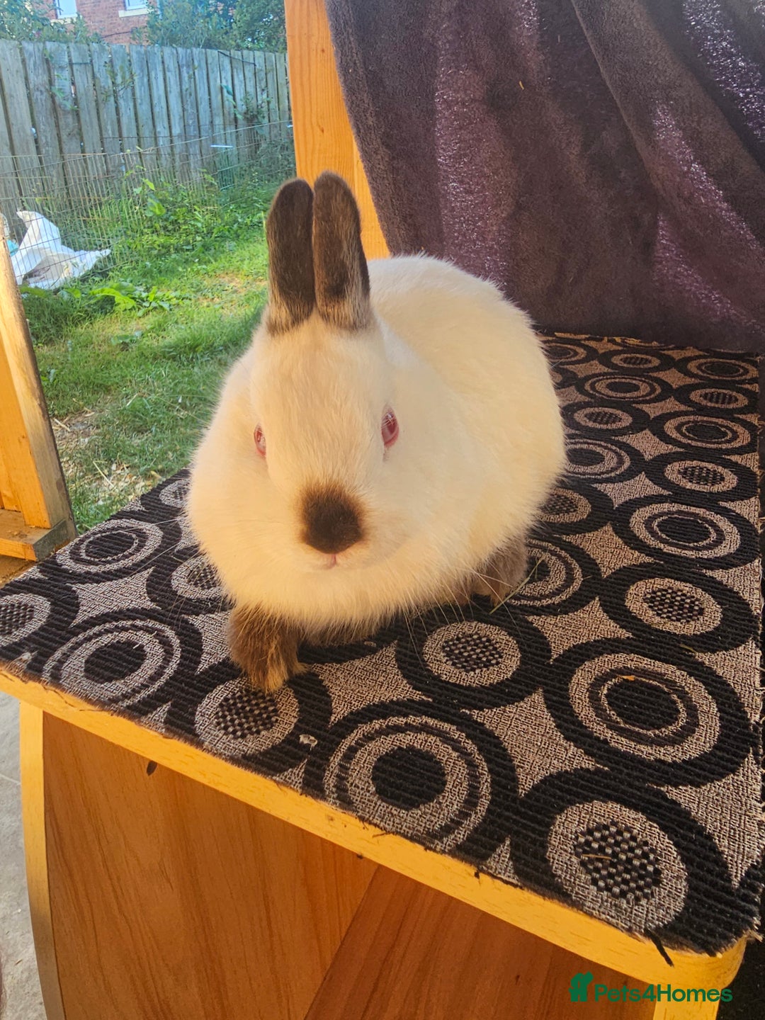 Netherland Dwarf rabbits for sale: Netherland dwarf rabbits bred from show stock  - Image 10