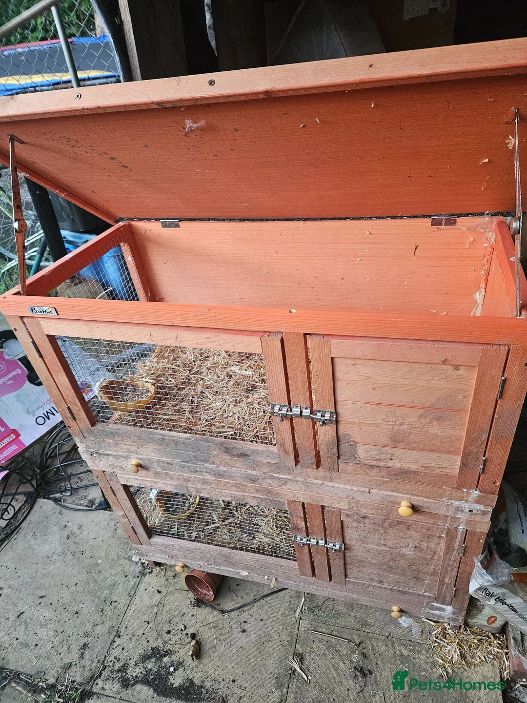 Netherland Dwarf rabbits for sale: Double Hutch - Advert 2