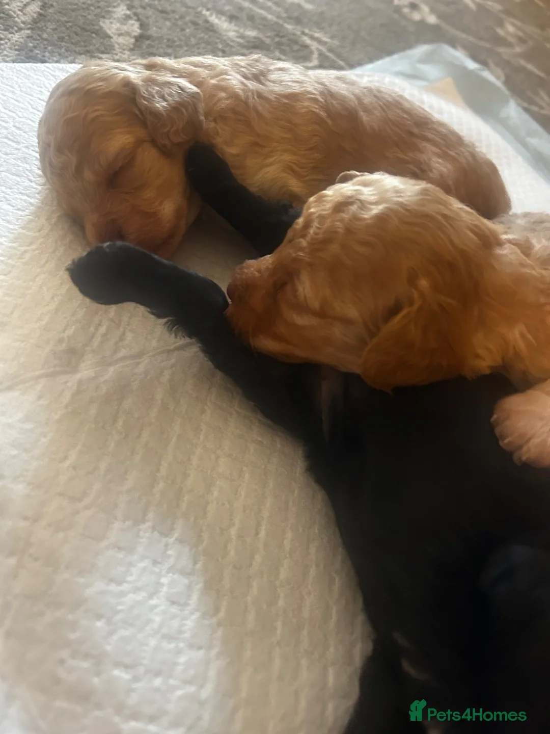 Miniature Poodle dogs for sale: Miniature poodles in Maldon - Advert 2