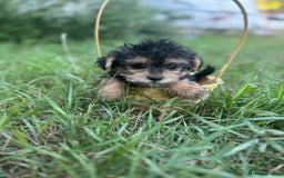 Mixed Breed dogs for sale: Six beautifully marked and coloured puppies  - Image 1
