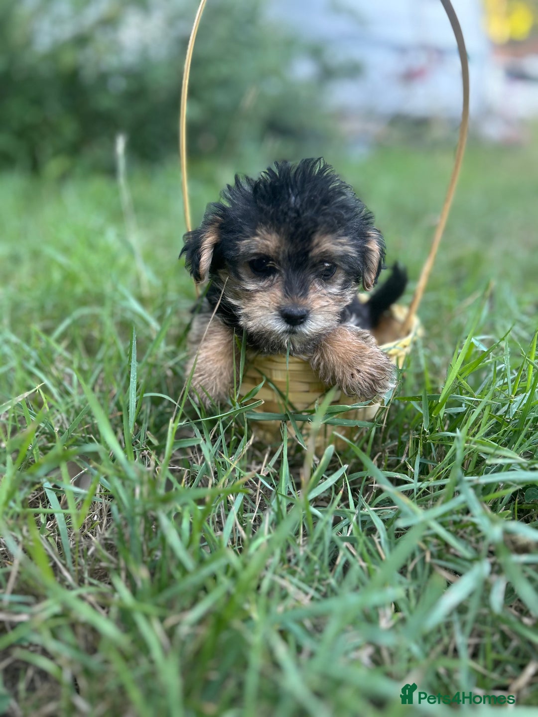 Mixed Breed dogs for sale: Six beautifully marked and coloured puppies  - Image 1
