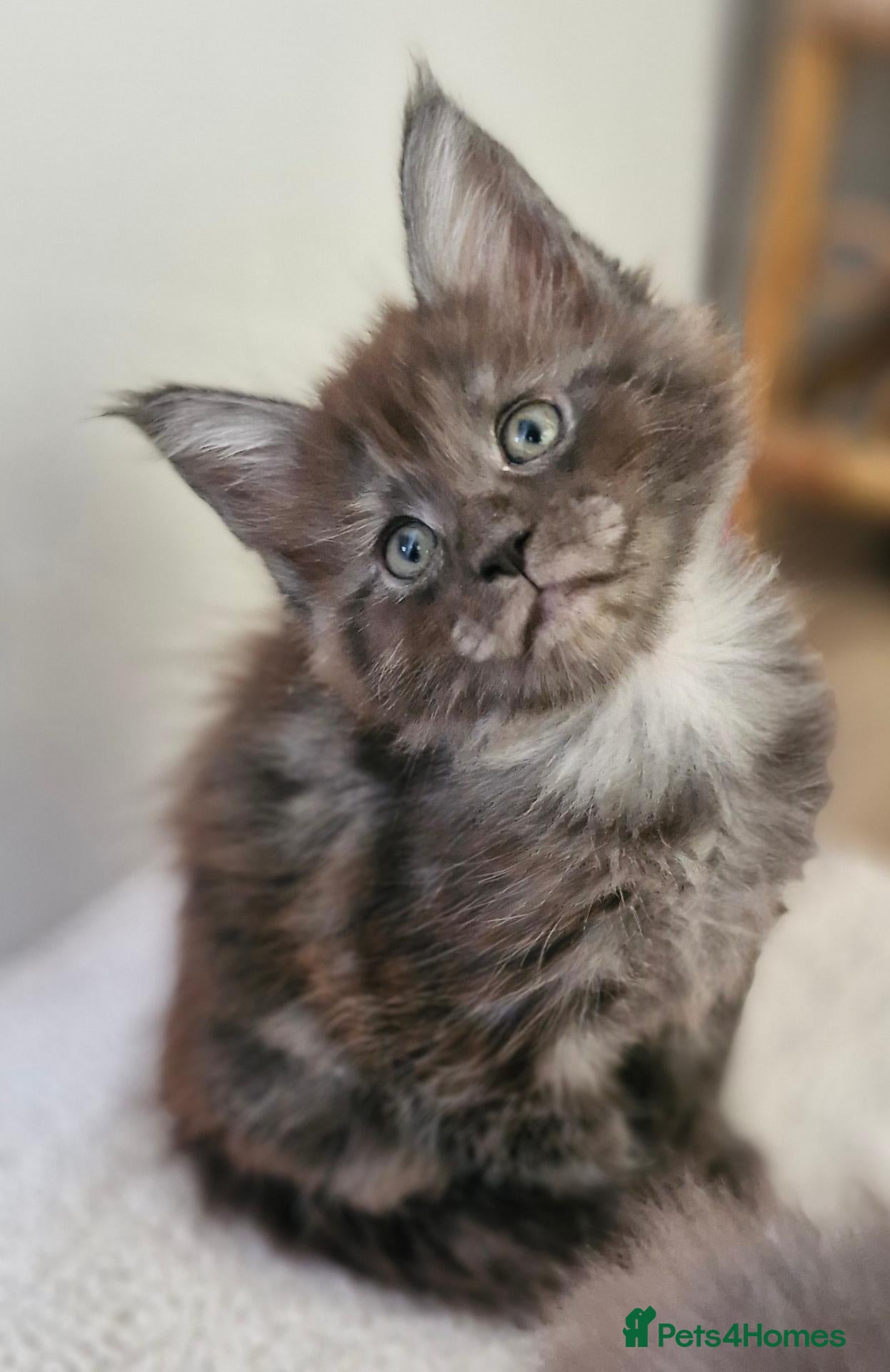 Maine Coon cats for sale: Dear Maine Coon kittens are looking for new homes! - Advert 1