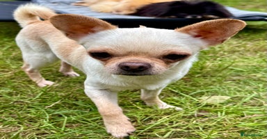 Chihuahua dogs - Advert 9