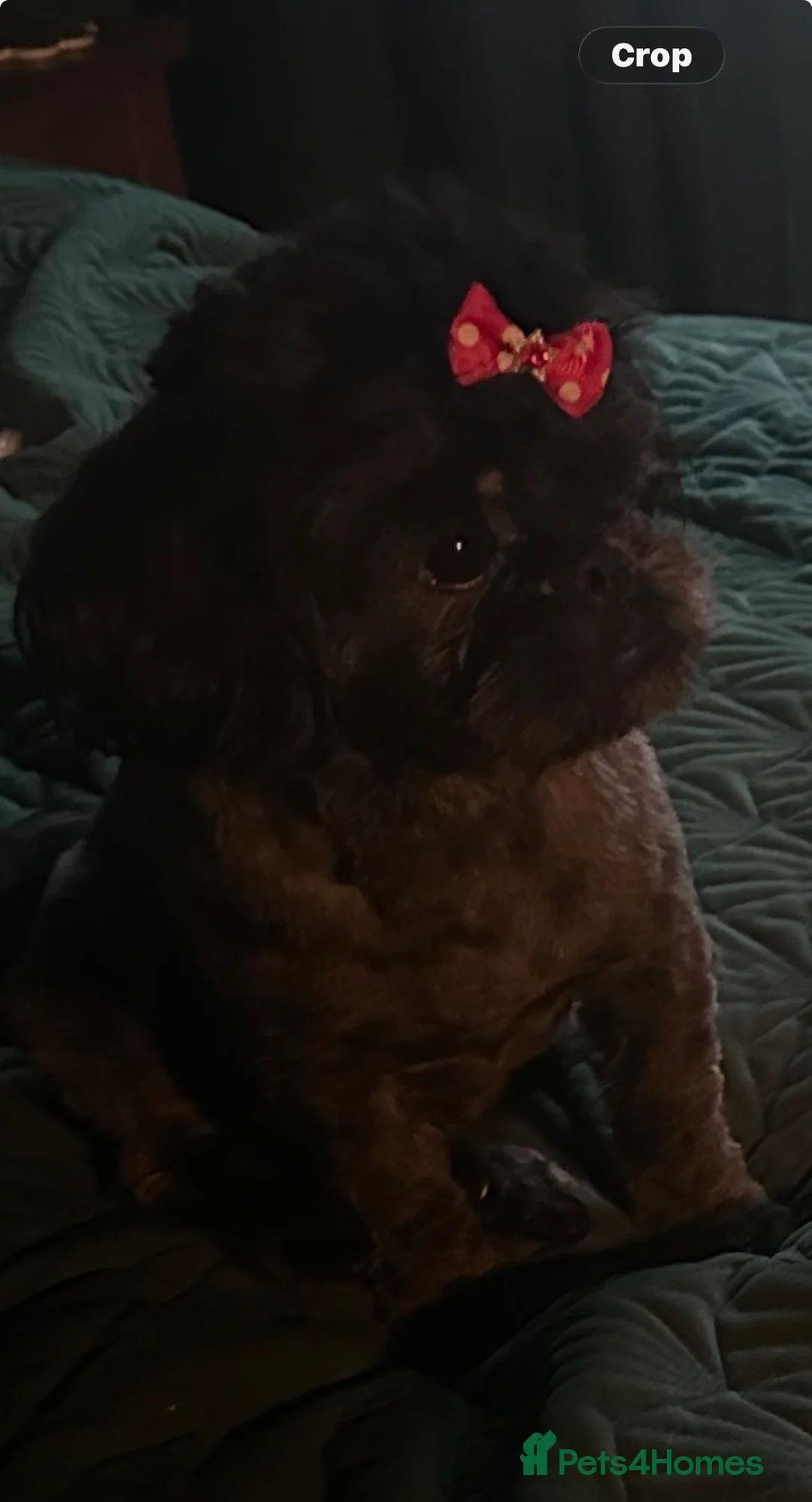 Shih Tzu dogs for sale: Beautiful little girl 14 month old Shih Tzu - Advert 6